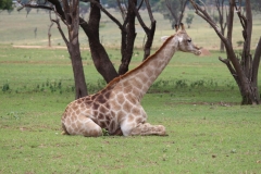 Lion-Park-074