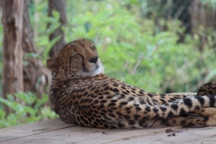 Lion-Park-076