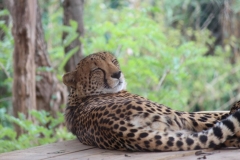 Lion-Park-077