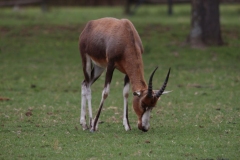 Lion-Park-078