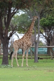 Lion-Park-080