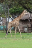 Lion-Park-081