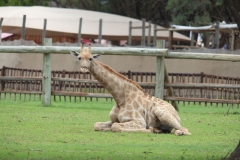 Lion-Park-082
