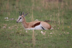 Lion-Park-086