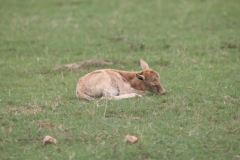 Lion-Park-089