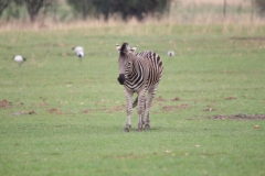Lion-Park-090