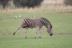 Lion-Park-091