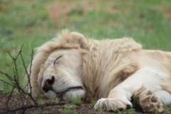 Lion-Park-099