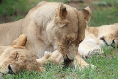 Lion-Park-100