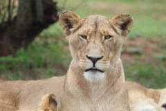 Lion-Park-101