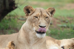 Lion-Park-103