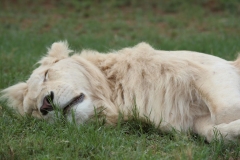 Lion-Park-109