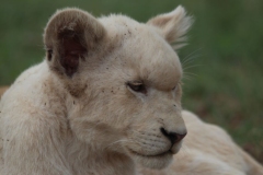 Lion-Park-110