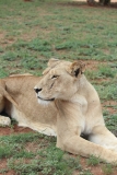Lion-Park-127
