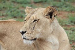 Lion-Park-132