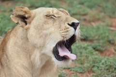 Lion-Park-133
