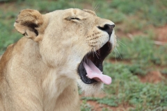 Lion-Park-134