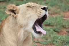 Lion-Park-135
