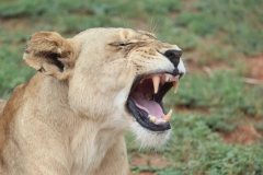 Lion-Park-136