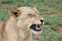 Lion-Park-137