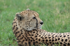 Lion-Park-139