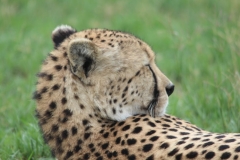 Lion-Park-140