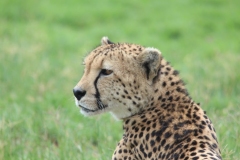 Lion-Park-141