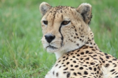 Lion-Park-142