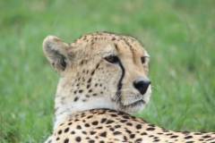 Lion-Park-143
