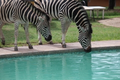 Lion-Park-144