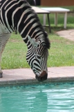 Lion-Park-145