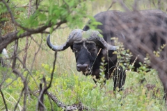 Kruger-1-002