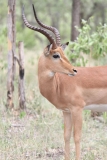Kruger-1-005