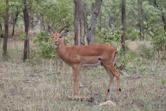 Kruger-1-007