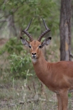 Kruger-1-008