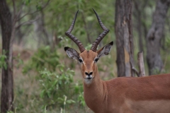 Kruger-1-009