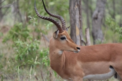 Kruger-1-010