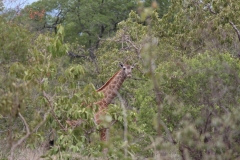 Kruger-1-012