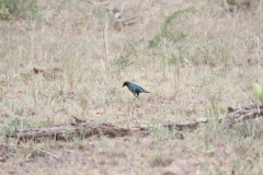 Kruger-1-013