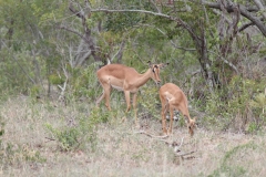 Kruger-1-014