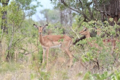 Kruger-1-015