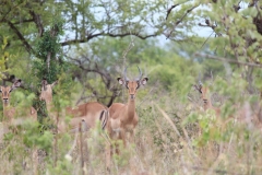 Kruger-1-016