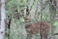 Kruger-1-017