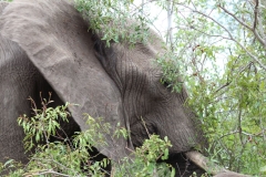 Kruger-1-018