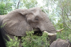Kruger-1-019