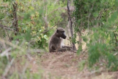 Kruger-1-022