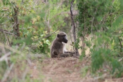 Kruger-1-023