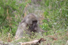 Kruger-1-024