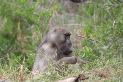 Kruger-1-025