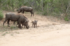 Kruger-1-026